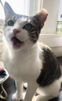 Rescue Domestic Short Hair Cats for Adoption in Parma, Ohio - Brooklyn | PetCurious