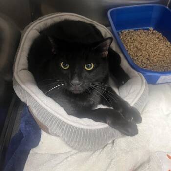 Eclipse -  Domestic Short Hair Cat for Adoption in New York, New York - Eclipse | PetCurious