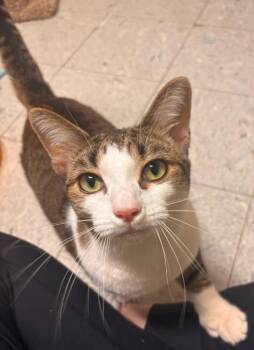 Domestic Short Hair Cats Available for Adoption in Sandusky, Ohio - MARSHMALLOW | PetCurious
