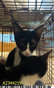 PUMBA -  Domestic Short Hair Cat for Adoption in West Palm Beach, Florida - PUMBA | PetCurious