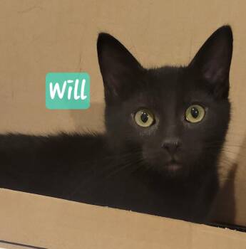 Will -  Domestic Short Hair Cat for Adoption in Greenwood, Indiana - Will | PetCurious