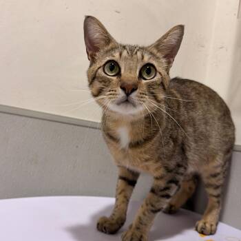 Twiggy -  Domestic Short Hair Cat for Adoption in Tampa, Florida - Twiggy | PetCurious