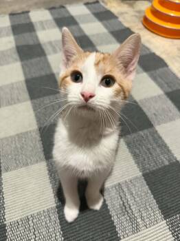 Polka Dot -  Domestic Short Hair Cat for Adoption in Dayton, Tennessee - Polka Dot | PetCurious