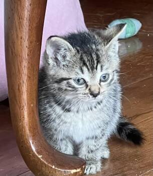 Rescue Domestic Short Hair Cats for Adoption in Williamsville, New York - Lindor | PetCurious