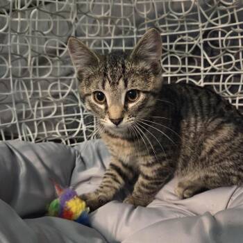Don -  Domestic Short Hair Cat Available for Adoption in Gibsonia, Pennsylvania - Don | PetCurious