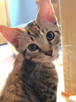 Austin and Tori -  Domestic Short Hair Cat for Adoption in Lenexa, Kansas - Austin And Tori | PetCurious