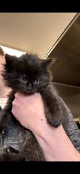 Domestic Short Hair Cats Available for Adoption in Minot, North Dakota - Bass | PetCurious