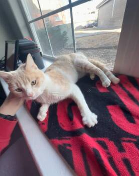 Domestic Short Hair Cats Available for Adoption - Juliet | PetCurious