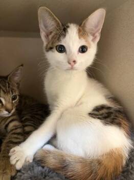 Jill -  Domestic Short Hair Cat for Adoption in New Hope, Pennsylvania - Jill | PetCurious