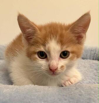 Cisco -  Domestic Short Hair Cat Available for Adoption in Candler, North Carolina - Cisco | PetCurious