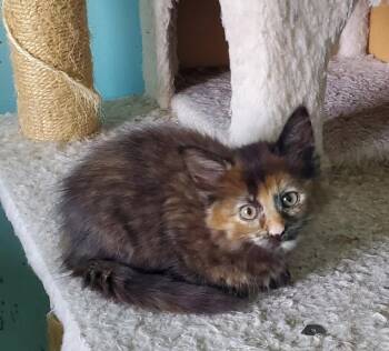 Rescue Domestic Long Hair and Calico Cats for Adoption in Lemont, Illinois - Lily | PetCurious