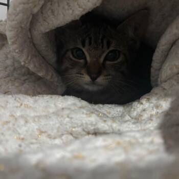 Domestic Short Hair Cats Available for Adoption in Lakeland, Florida - Dash | PetCurious