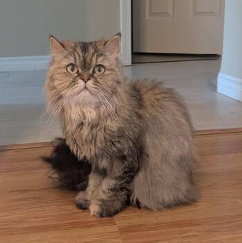 Rescue Persian Cats for Adoption in Burnaby, British Columbia - Brownie | PetCurious