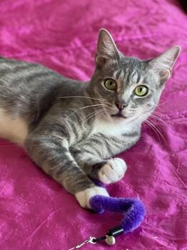 Rosebud -  Domestic Short Hair and Russian Blue Cat for Adoption in Yorba Linda, California - Rosebud | PetCurious