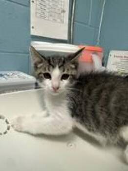 Greater Bamboo -  Domestic Short Hair Cat for Adoption in Manitowoc, Wisconsin - Greater Bamboo | PetCurious