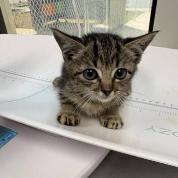 Pebbles -  Domestic Short Hair Cat for Adoption in Columbiana, Alabama - Pebbles | PetCurious