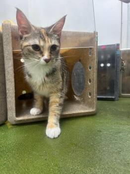 Tiger -  Domestic Short Hair Cat for Adoption in Fruit Heights, Utah - Tiger | PetCurious