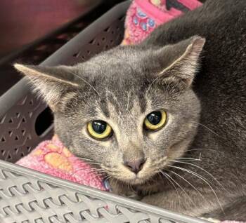 Domestic Short Hair Cats Available for Adoption - Darla | PetCurious