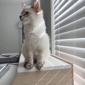 Wink -  Domestic Medium Hair Cat for Adoption in Durham, North Carolina - Wink | PetCurious