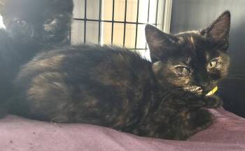 Benedetta -  Domestic Short Hair Cat Available for Adoption in Albemarle, North Carolina - Benedetta | PetCurious