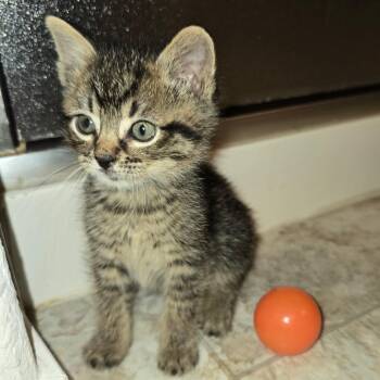 Domestic Short Hair Cats Available for Adoption in Fort Worth, Texas - Squid | PetCurious