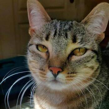 Domestic Short Hair Cats Available for Adoption - Sapphire | PetCurious