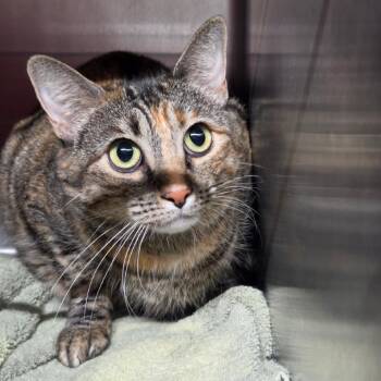 Dianna -  Domestic Medium Hair Cat for Adoption in Pauls Valley, Oklahoma - Dianna | PetCurious