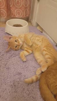 Vincent Van Purr fka Simba -  American Shorthair Cat for Adoption in Virginia Beach, Virginia - Vincent Van Purr Fka Simba | PetCurious