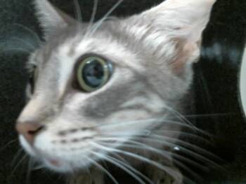 Domestic Short Hair Cats Available for Adoption in Houston, Texas - DARLA | PetCurious
