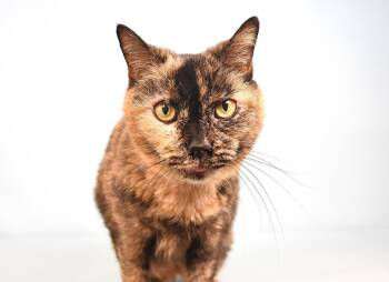 Domestic Short Hair Cats Available for Adoption in Loveland, Colorado - GINGERSNAP | PetCurious