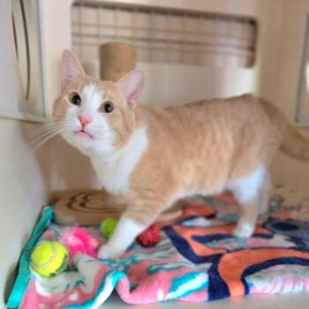 Heaven - Chino Hills Location -  Domestic Short Hair Cat for Adoption in Chino Hills, California - Heaven - Chino Hills Location | PetCurious
