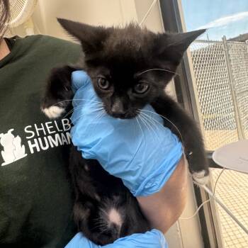 Kripke -  Domestic Short Hair Cat for Adoption in Columbiana, Alabama - Kripke | PetCurious
