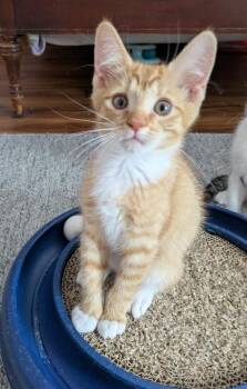 Teo26 -  Domestic Short Hair Cat for Adoption in Youngsville, North Carolina - Teo26 | PetCurious
