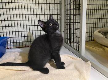 Damask -  Domestic Short Hair Cat Available for Adoption in Raleigh, North Carolina - Damask | PetCurious