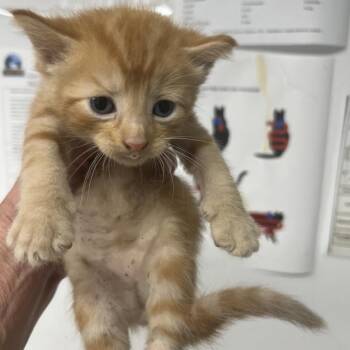 Romuluso -  Domestic Short Hair Cat for Adoption in St. Louis, Missouri - Romuluso | PetCurious