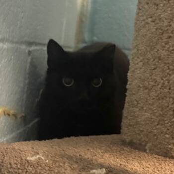 Rescue Domestic Short Hair Cats for Adoption - Ella | PetCurious
