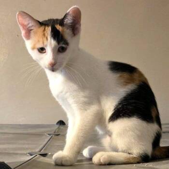 Oakley -  Domestic Short Hair Cat for Adoption - Oakley | PetCurious