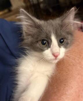 A122094 -  Domestic Short Hair Cat for Adoption in West Valley City, Utah - A122094 | PetCurious