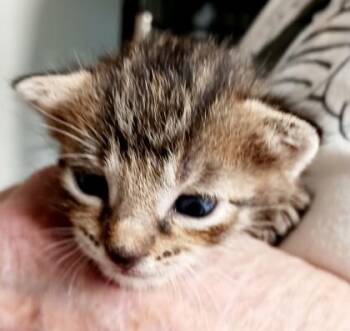 Domestic Short Hair Cats Available for Adoption in Bulverde, Texas - Boone | PetCurious