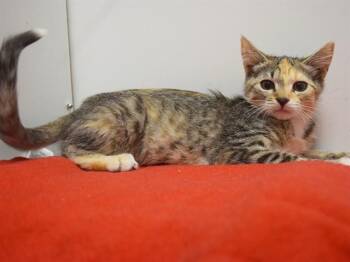 MEGAN -  Domestic Short Hair Cat for Adoption in Sacramento, California - MEGAN | PetCurious