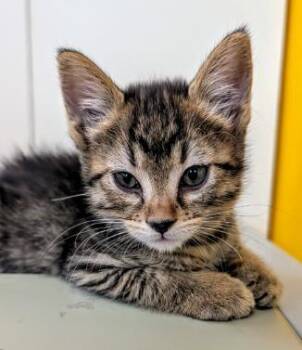 PEACH -  Domestic Short Hair Cat for Adoption in Colorado Springs, Colorado - PEACH | PetCurious