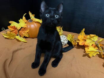 Rescue Domestic Short Hair Cats for Adoption in Fayetteville, Georgia - Elmo | PetCurious
