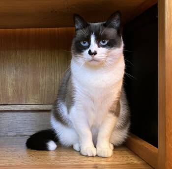 PO #1982 - Offered by Owner - Ragdoll Adult -  Ragdoll Cat for Adoption in Hillsboro, Oregon - PO #1982 - Offered By Owner - Ragdoll Adult | PetCurious