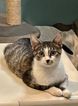 Billie Jean -  Domestic Medium Hair Cat for Adoption in Westfield, New York - Billie Jean | PetCurious