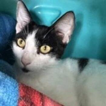 Runt -  Domestic Short Hair Cat for Adoption in Lakewood, Colorado - Runt | PetCurious