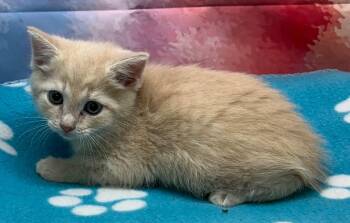 Domestic Short Hair Cats Available for Adoption in Washington Court House, Ohio - Finnigan | PetCurious