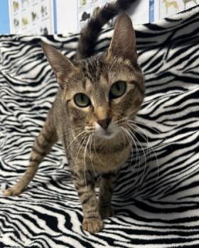 Rescue Domestic Short Hair Cats for Adoption in Moultrie, Georgia - Chit Chat | PetCurious