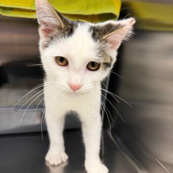 Lucca -  Domestic Short Hair Cat for Adoption in Buffalo, New York - Lucca | PetCurious