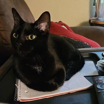 Jade -  Domestic Short Hair Cat for Adoption in Candler, North Carolina - Jade | PetCurious