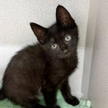 Domestic Short Hair Cats Available for Adoption in Atlanta, Georgia - Janine | PetCurious